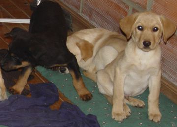 El veterinario que implantaba heroína en cachorros