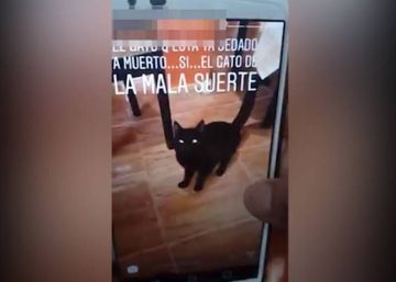 Detenida una joven tras centrifugar a un gato en la lavadora y colgar el vídeo en Internet