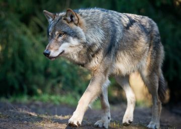 La única loba salvaje de Dinamarca en los últimos 200 años muere de un disparo