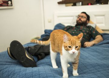 La heroica historia detrás de por qué a los madrileños se les llama gatos