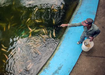 Locos por la tilapia
