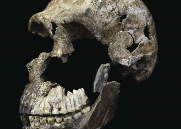 El cerebro del hombre mono desvela sus secretos
