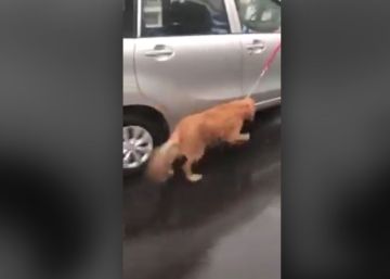 Un perro es atado a un coche en marcha bajo la lluvia por su dueño