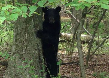 Un oso americano ataca en EE UU a una niña en el patio de su casa