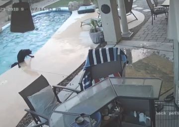 Un perro logra sacar a otro de una piscina