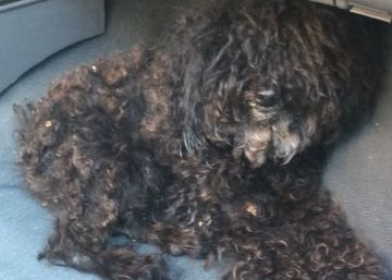 Detenida en Dénia por tirar su caniche a un contenedor de basura