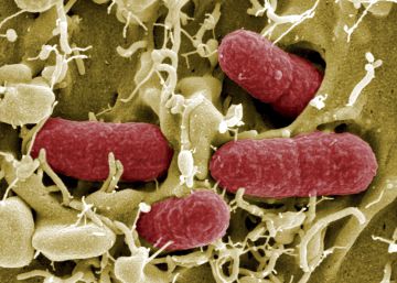 Las ‘superbacterias’ se disparan en los hospitales catalanes en 10 años