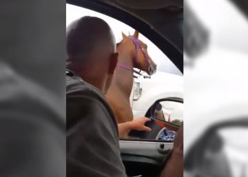¿Qué harías si te toparas con un caballo descontrolado en medio de la autovía?