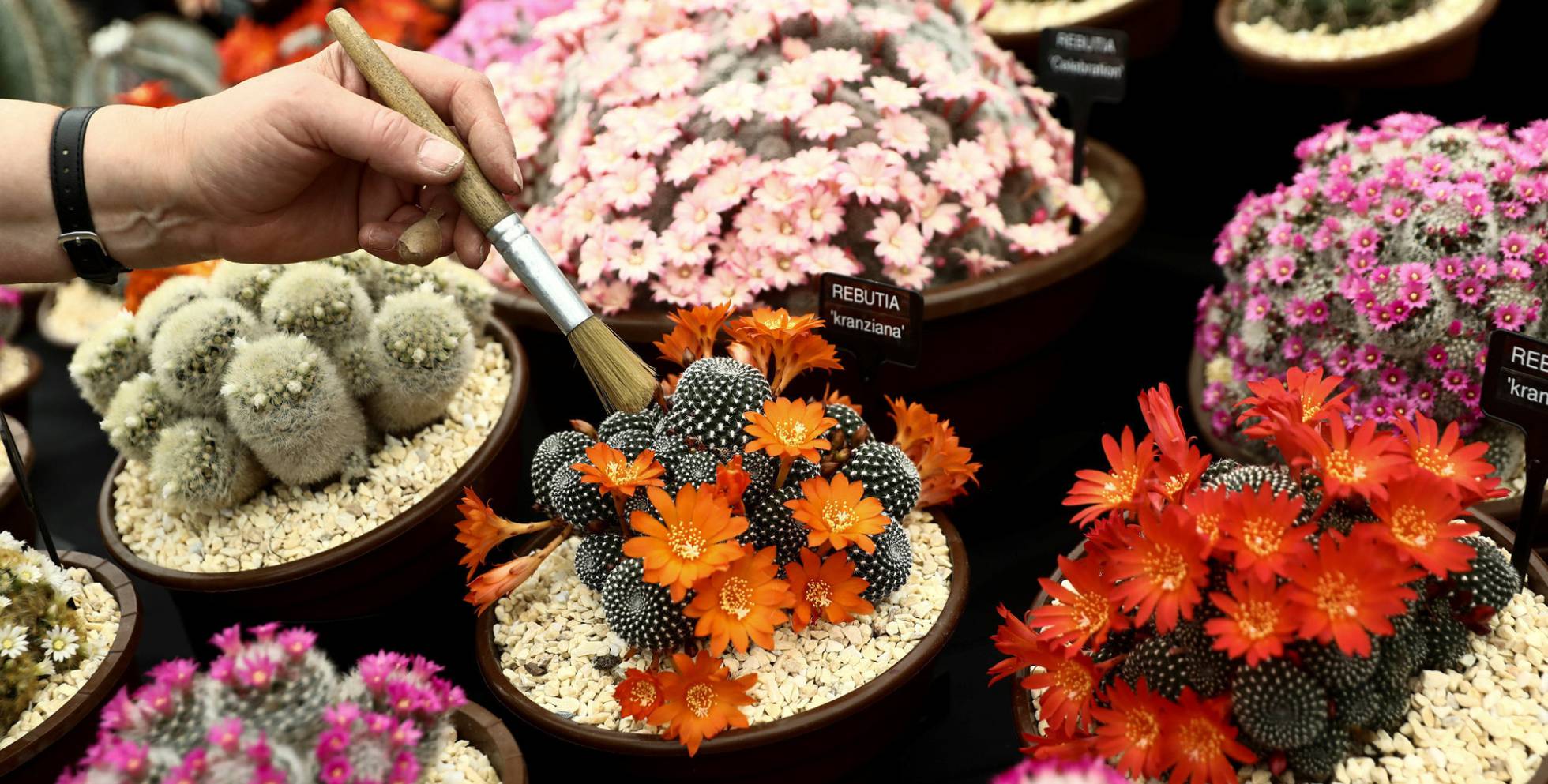 A worker dusts a Rebutia cactus as she prepares for the RHS Chelsea Flower Show in London, Britain May 20, 2018. REUTERSSimon Dawson