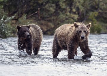 Trump propone autorizar el uso de rosquillas y beicon como cebo para cazar osos en Alaska