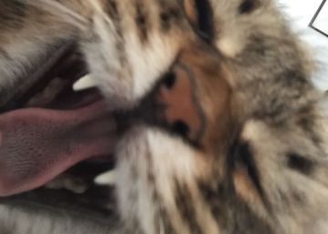 Sí, buscamos vídeos de gatitos, pero España prefiere a los perros