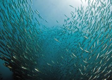 Peixes migram para o norte fugindo da mudança climática