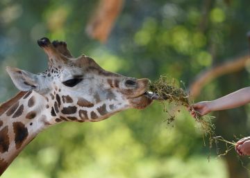 Girafa morre ao ser alimentada por visitante em zoológico de Lisboa