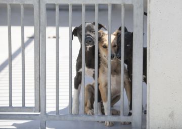 Condenado a un año y tres meses de cárcel el dueño de un criadero ilegal de perros en Badajoz por maltratarlos