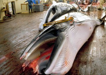 Los pescadores japoneses capturaron 122 ballenas preñadas el pasado verano