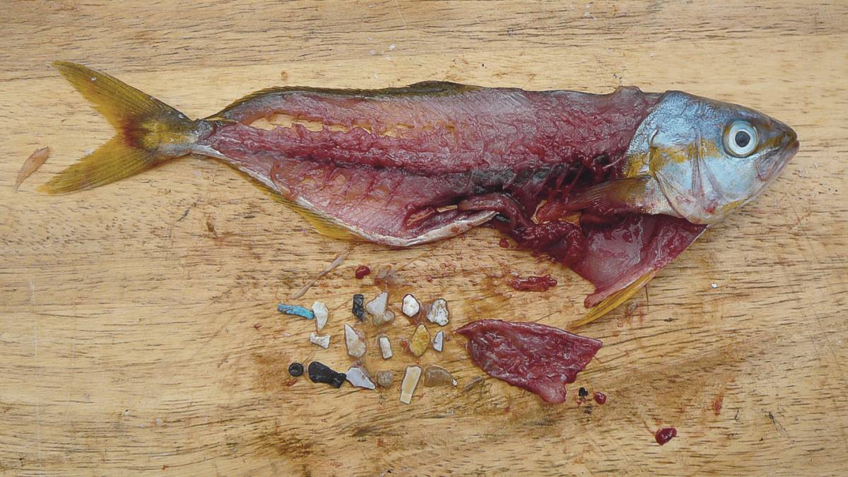2050: más plásticos que peces en los océanos