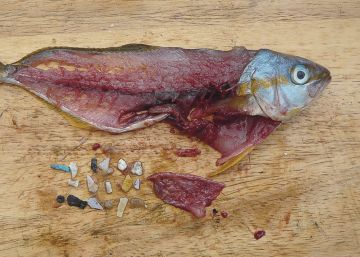 2050: más plásticos que peces en los océanos