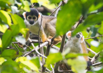 El ‘Gran Hermano’ del Amazonas