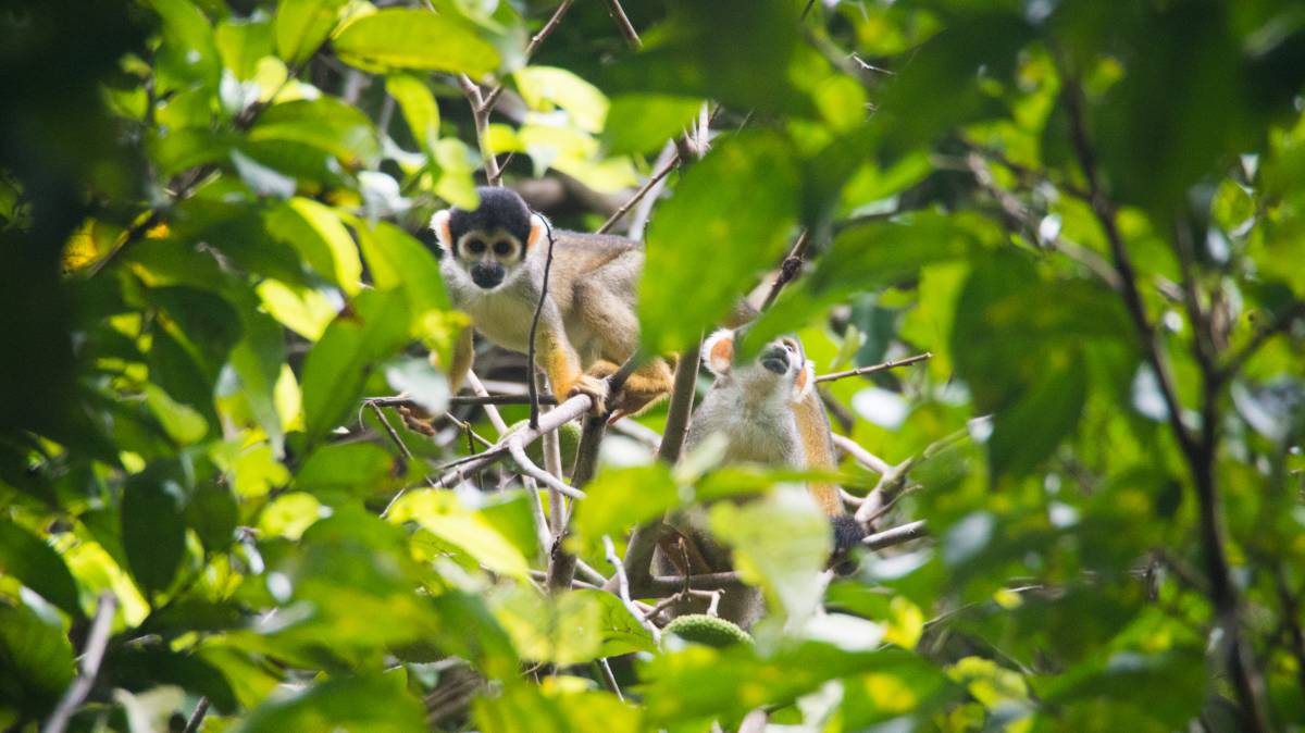 El ‘Gran Hermano’ del Amazonas