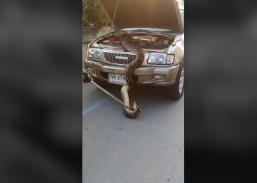 Una pitón de cuatro metros en el motor del coche