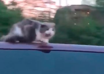 A 100 kilómetros por hora con un gato en el techo del coche