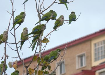 Así se llenó España de cotorras