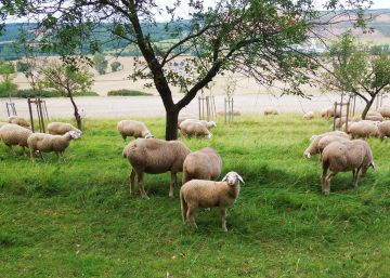 L’ovella Pepa busca padrí per salvar la seva raça