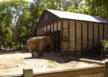 Muere a los 52 años la elefanta ‘Pelusa’, un emblema del zoológico argentino de La Plata