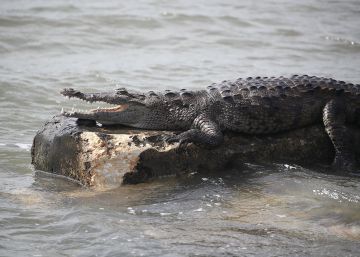 Un cocodrilo mata a un pastor protestante mientras bautizaba a gente en un lago de Etiopía