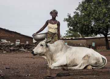 La mosca que diezma el ganado africano y que estudian en Asturias