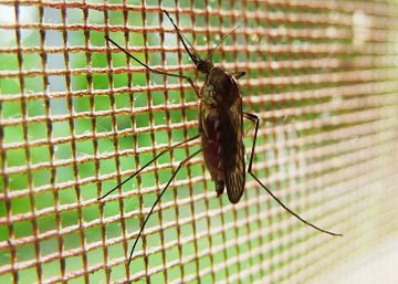 Catalunya detecta el primer cas de dengue autòcton