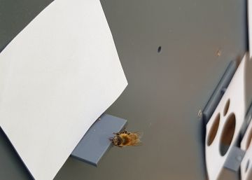 Las abejas saben contar desde cero