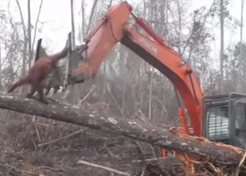 Un orangután se enfrenta a una excavadora que destruye su hábitat en Indonesia