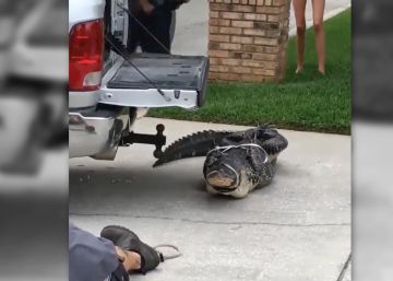 El agresivo noqueo de un caimán a su captor en un vecindario de Florida