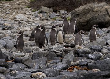 Os pinguins que derrubaram dois ministros