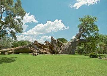 La muerte misteriosa de los grandes baobabs africanos