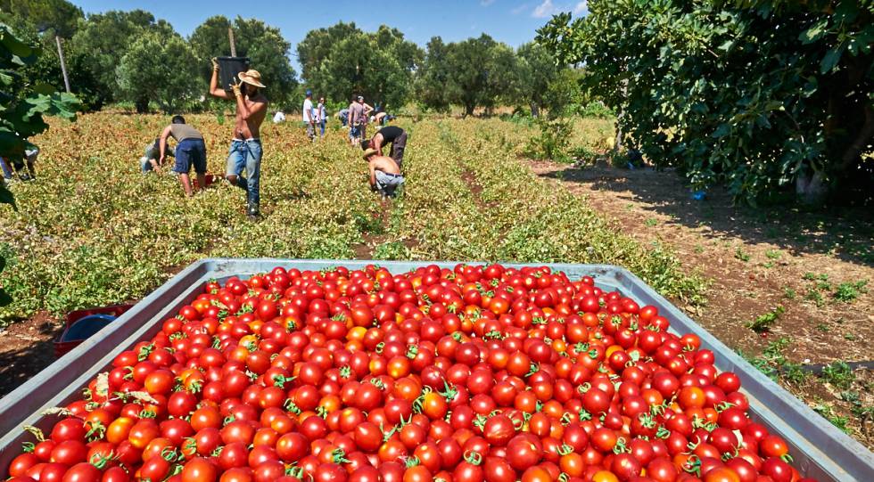 Tomates contra la mafia del campo