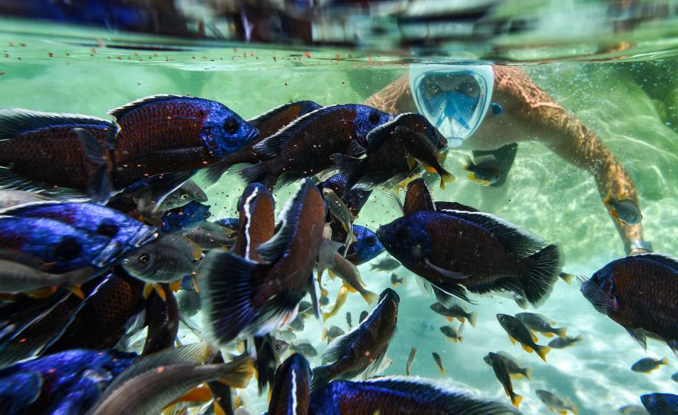 Un turista hace 'snorkel' con peces tropicales en una piscina del zoológico 'Zoom Torino' en Cumiana, cerca de Turín.