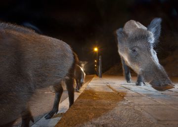 ¿Puede la caza solucionar la plaga de jabalíes?