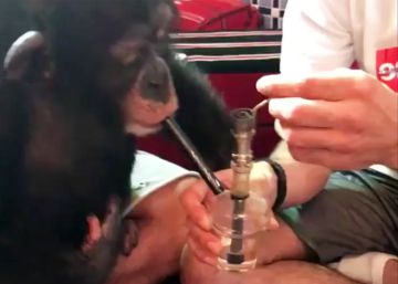 Un conocido 'youtuber' hace fumar a un mono y es amenazado