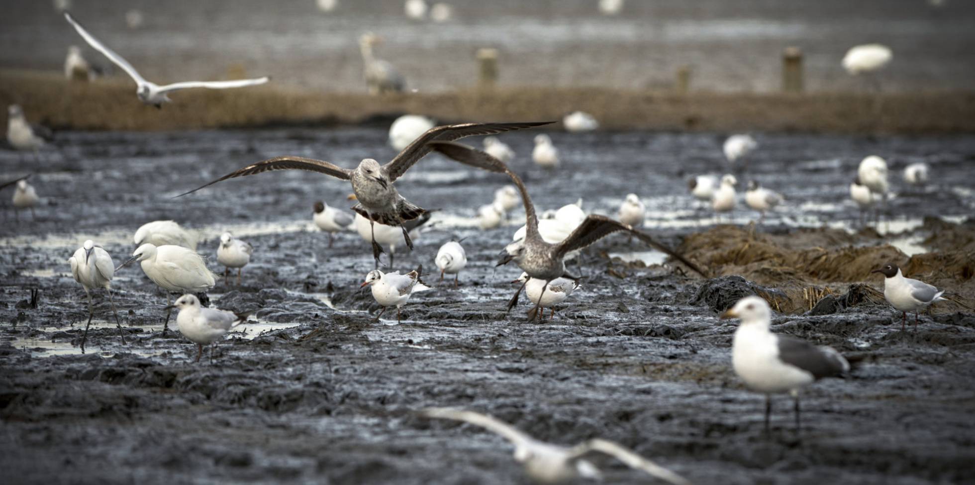 Gaviotas en l´Albufera.