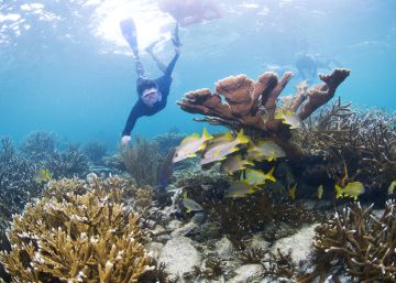 El arrecife más importante de América sale de la lista de Patrimonio Mundial en peligro de la Unesco