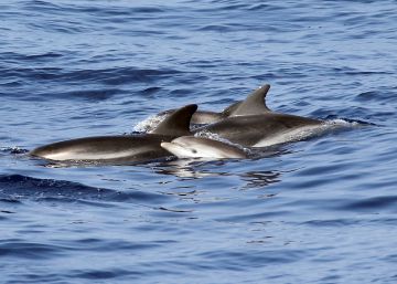El ensordecedor enemigo de los cetáceos en el Mediterráneo