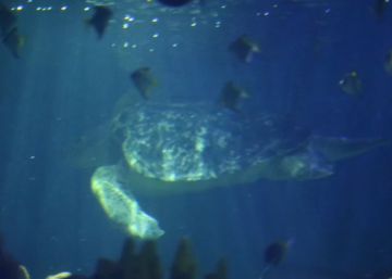 Según esta tortuga, España ganará a Portugal