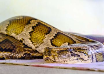 Una pitón gigante se traga a una mujer en Indonesia