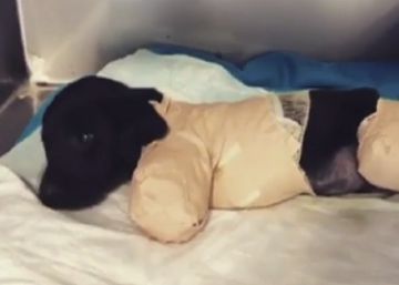Un cachorro con las extremidades amputadas indigna a Turquía antes de las elecciones presidenciales