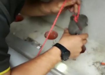 El sagaz rescate de tres gatos atrapados en unas tuberías