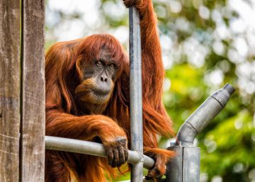 Muere ‘Puan’, la orangután más longeva del planeta, a los 62 años
