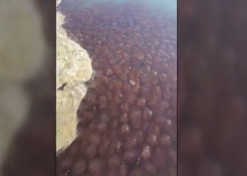Una plaga de medusas invade las playas andaluzas