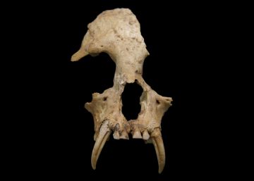 Hallada una nueva especie de simio en una antigua tumba real de China